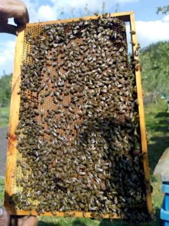 Бджолопакети Відводки Бджоли
