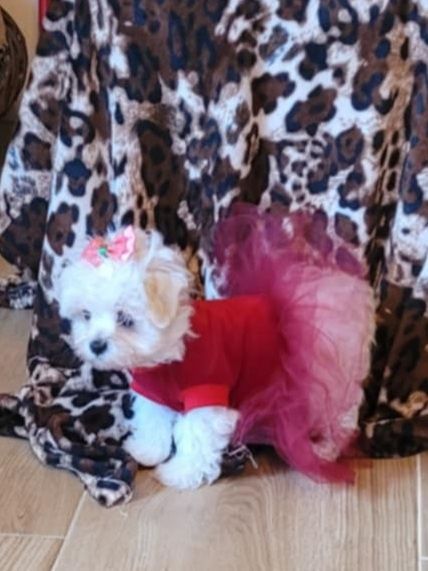 Śliczna sunia rasy maltanczyk