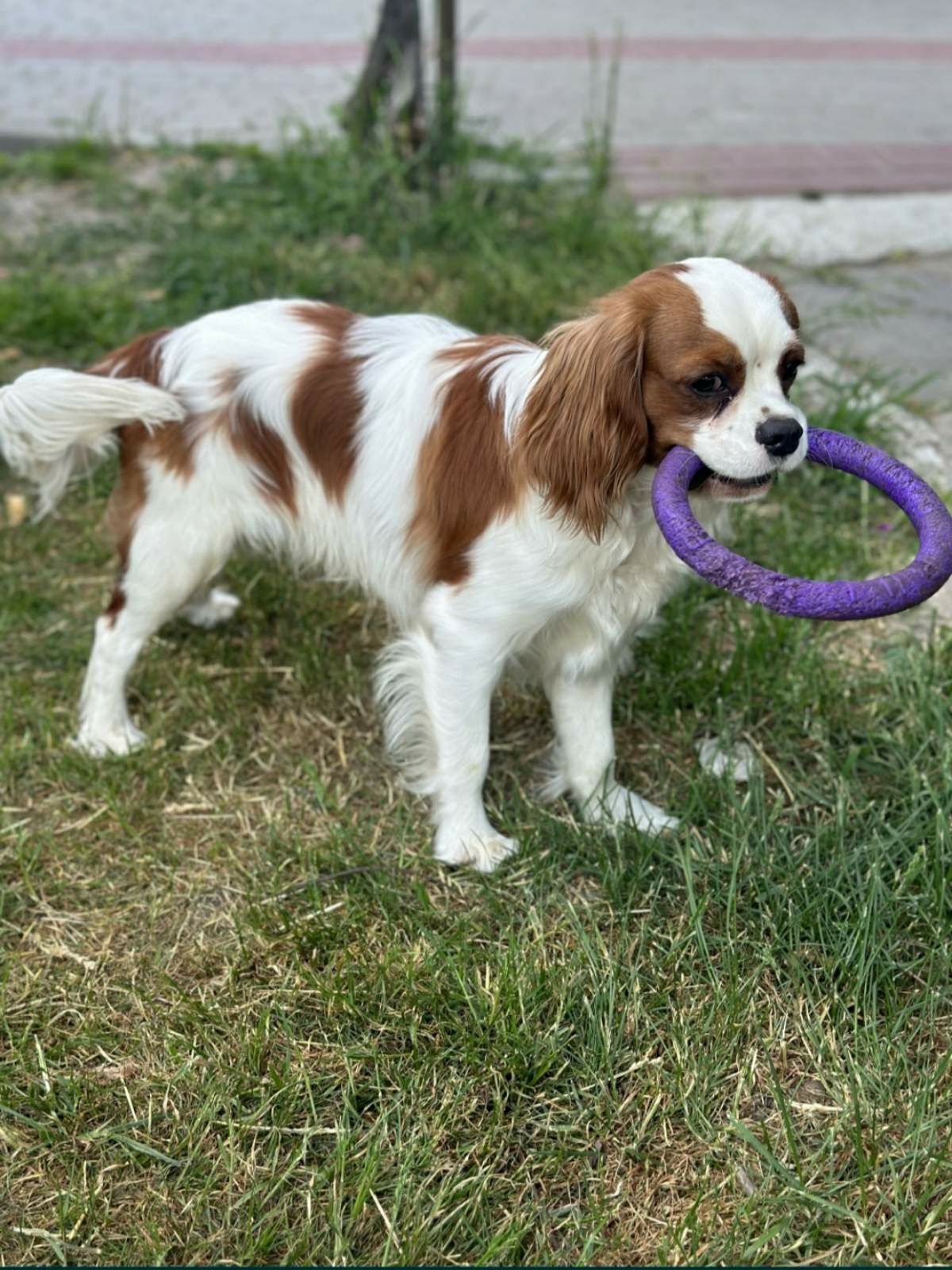 Cavalier King Charles Spaniel , спаніель