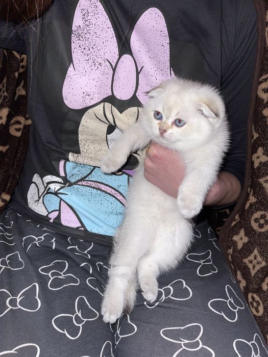 Золота шиншила срібна шиншила серебристая шиншила голубе золото поінт