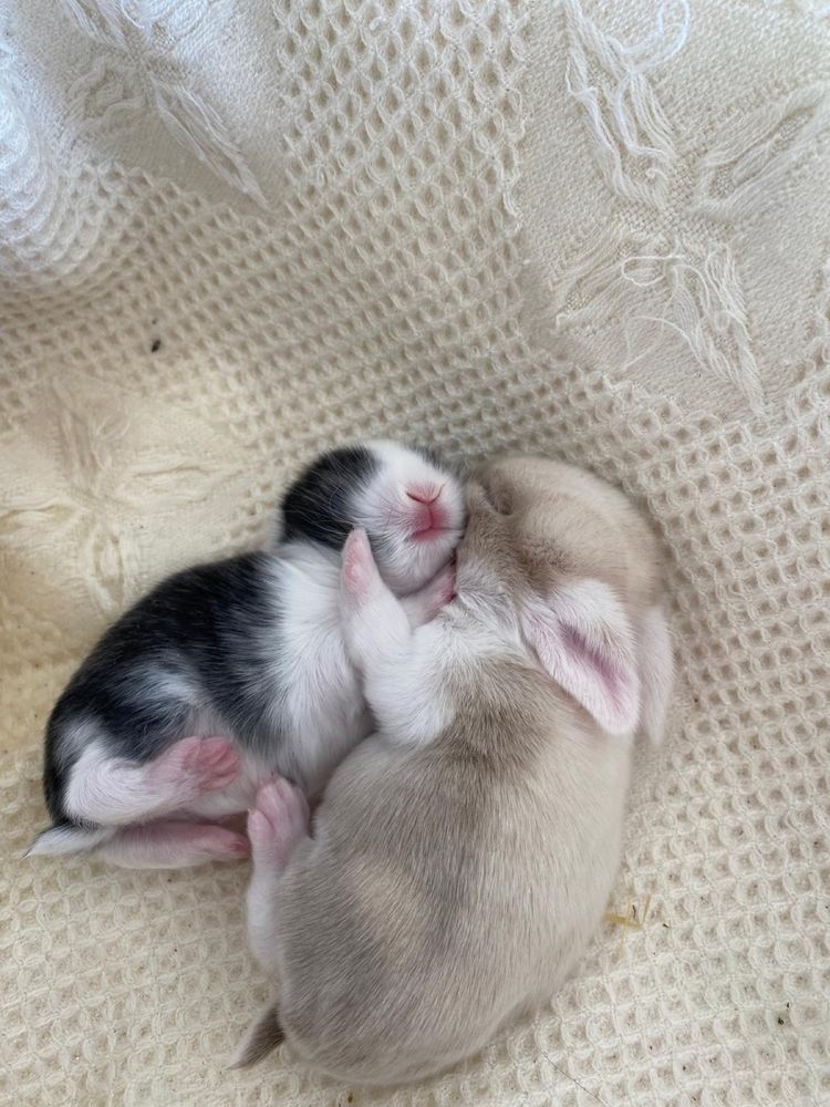 Coelhinhos anões mini lop (orelhudos)