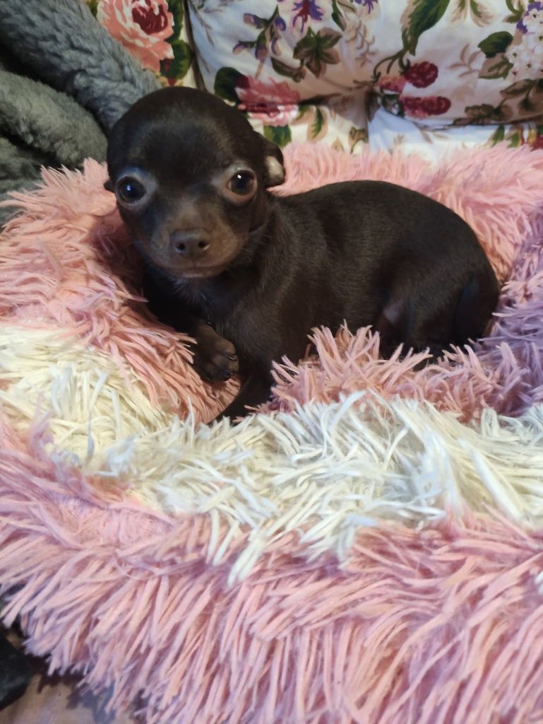 Cudny malutki piesek Chihuahua gorzka czekolada. GOTOWY DO ODBIORU.