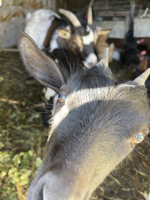 Vendo cabras de quinta
