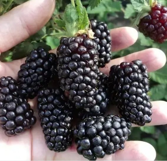 Ожина солодка крупна