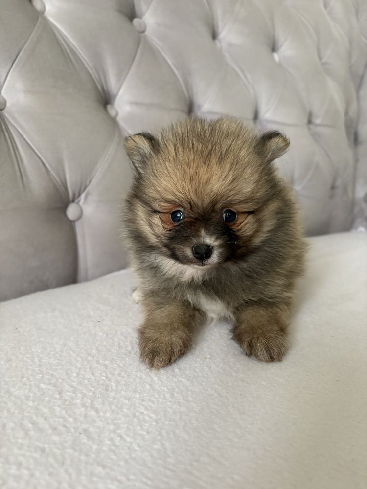 Pomeranian Szpic Miniaturowy