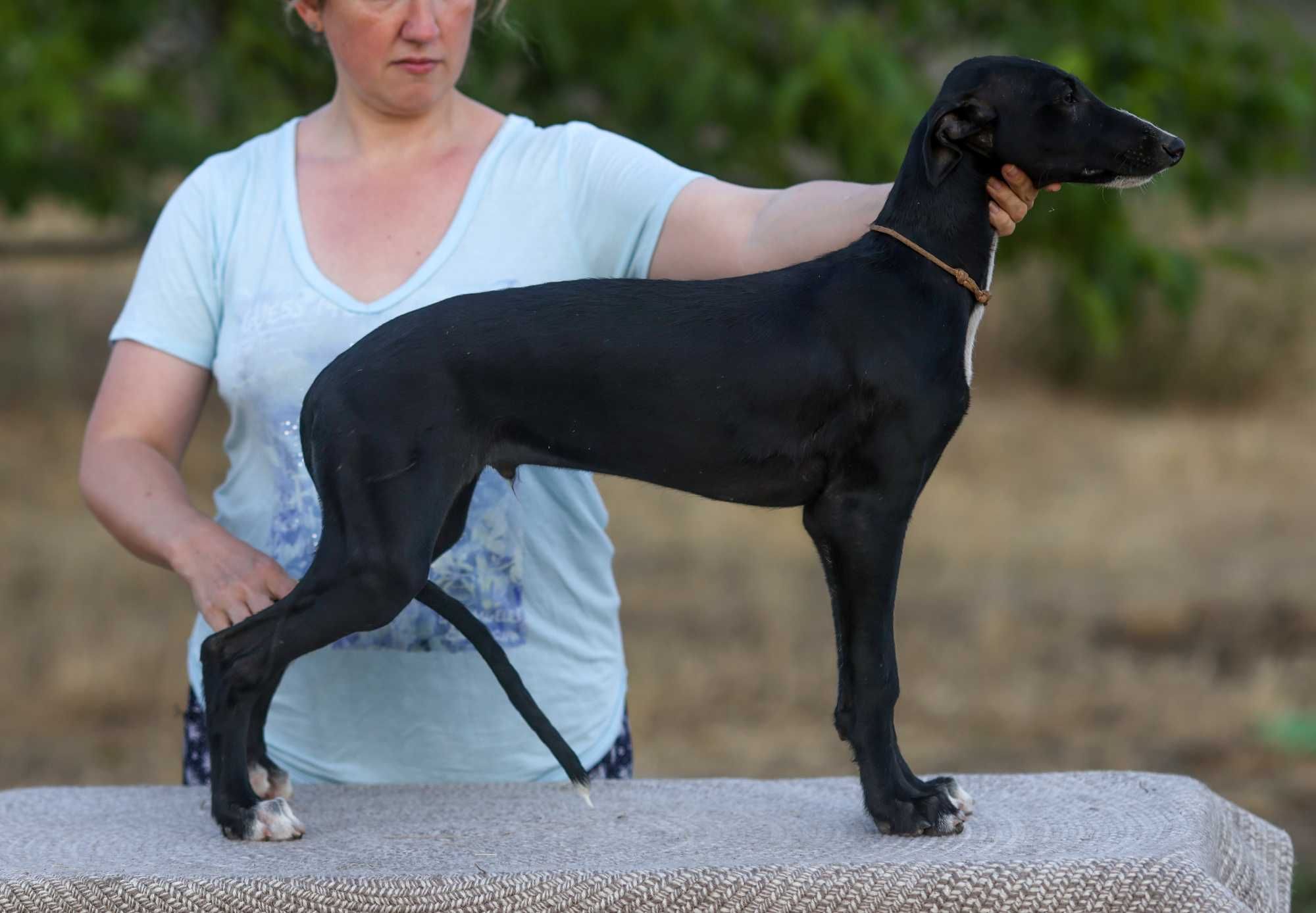 Цуценята Гальго. Galgo Espanol