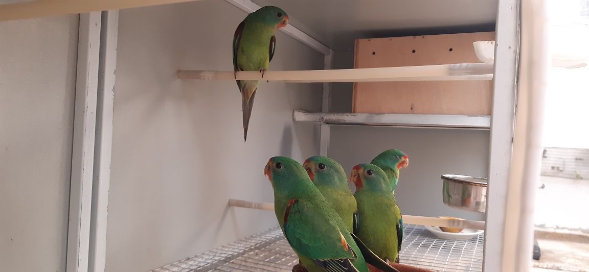 Swift Parrot 2025
