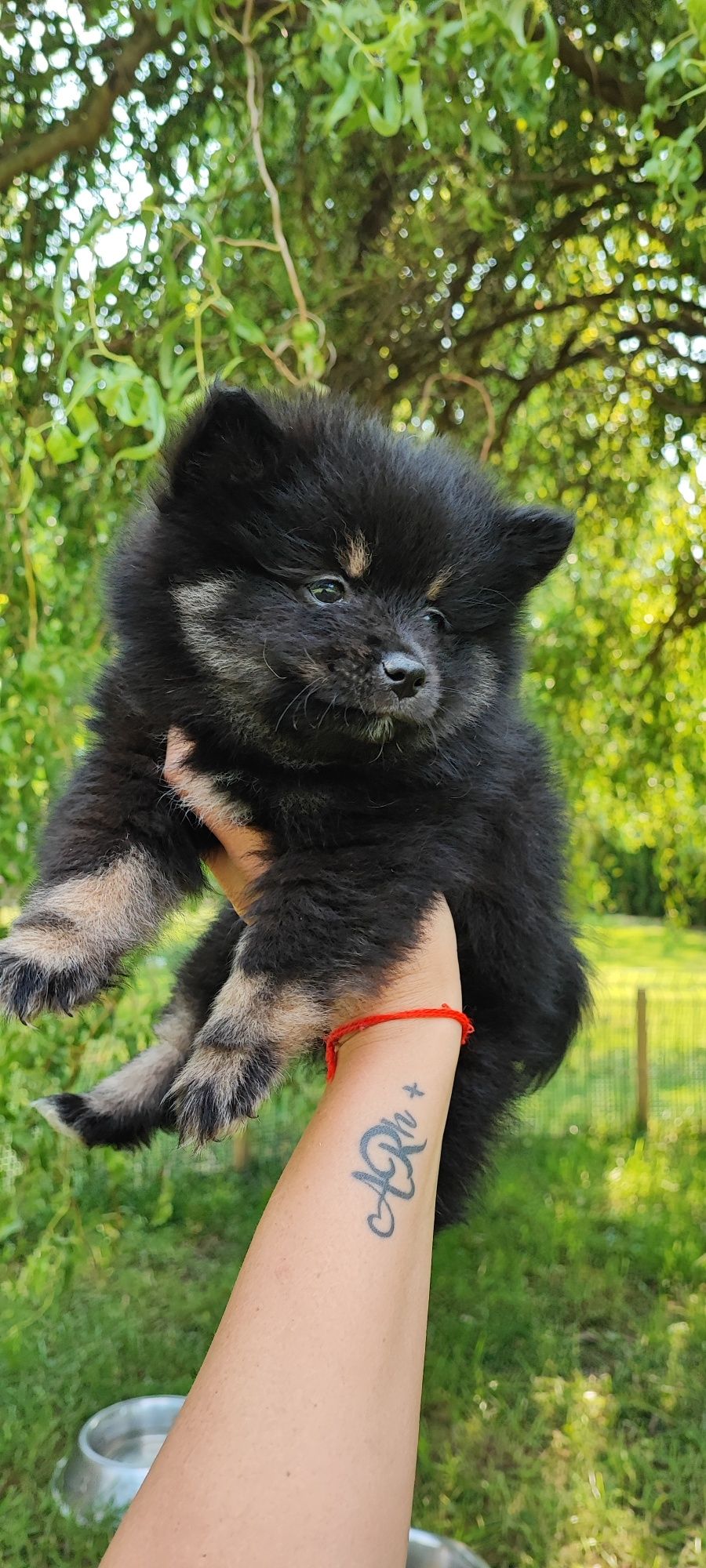 Szpic miniaturowy pomeranian