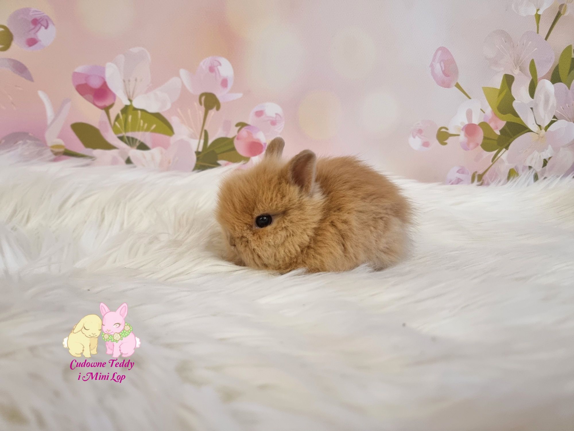 Mini Lopki i karzelek Teddy