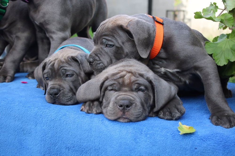 Cane Corso The Best