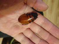 Karaczany Madagaskarskie