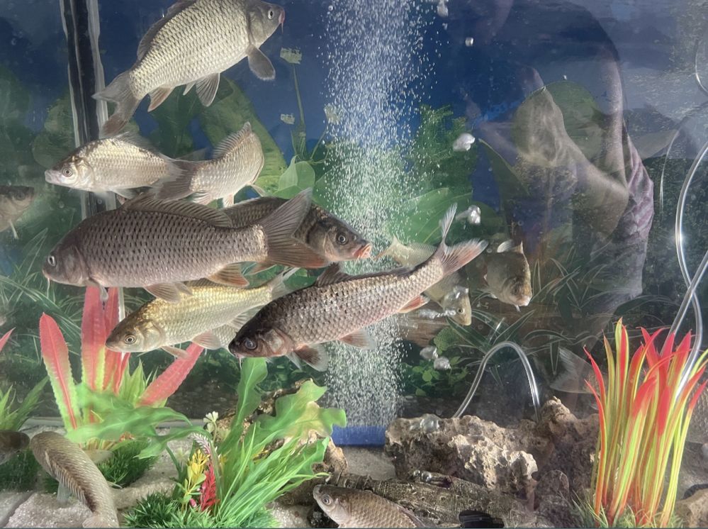 Carpa brancas e cinzentas