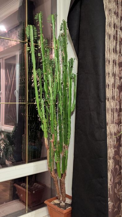 Суккулент Euphorbia Trigona (Молочай тригона)