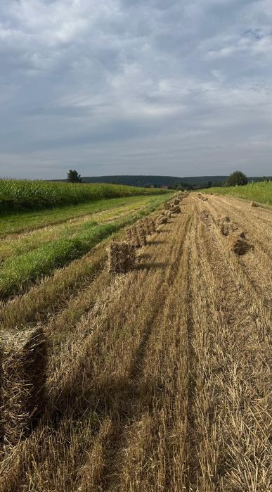 Słoma w kostkach pszeniczna i owsiana