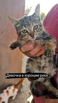 Котята в хорошие руки