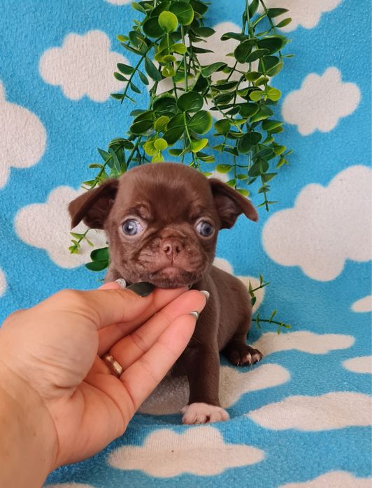 Estupendo Chocolatinho Chihuahua/Chiuaua de Qualidade