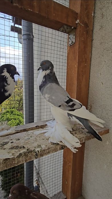 Garłacz Pomorski samica 25