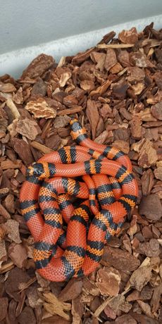 Wąż mleczny - lampropeltis triangulum hondurensis (samice)