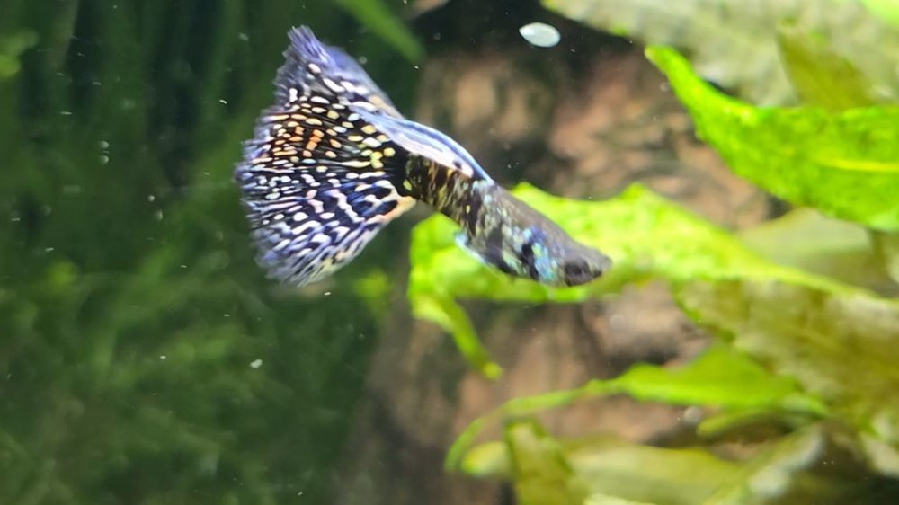 Gupik Blue Tiger King Cobra

Sprzedaje młode osobniki Wybarwiające się