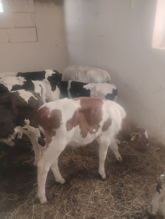 Byczki podchowane 9 sztuk