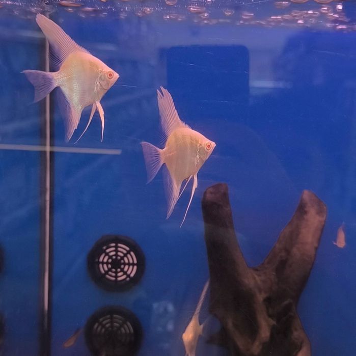 Escalar Albino Rio Japura (Pterophyllum Scalare)
