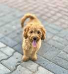 Goldendoodle f1b piesek