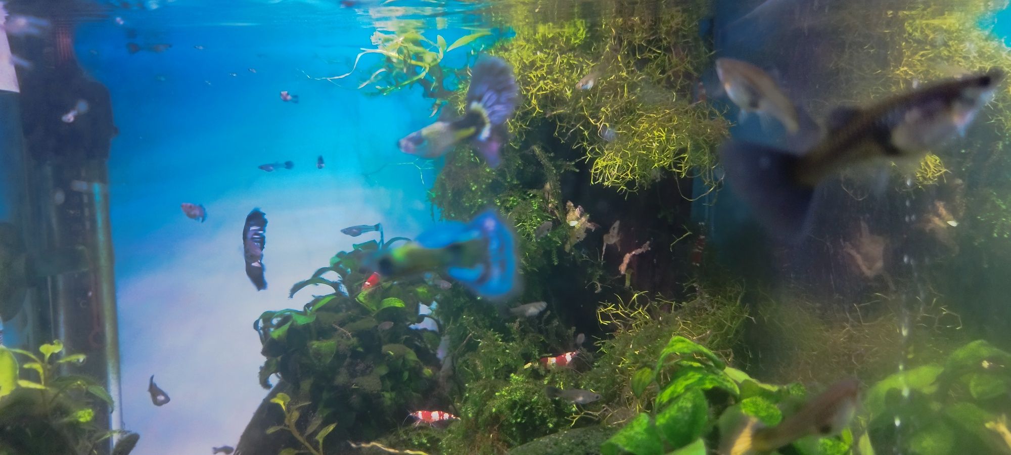 Guppys blue galaxy 5€ casal