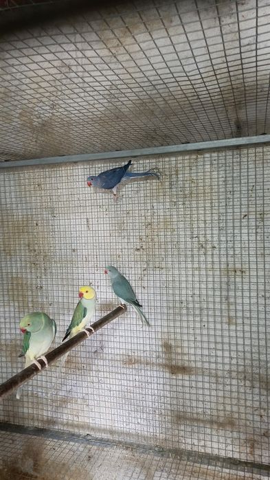 Casal de ring neck violeta cleartail