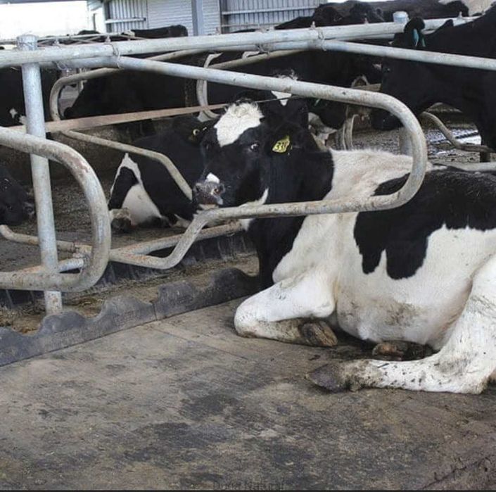 Mata legowiskowa dla krów obory konie,bydło