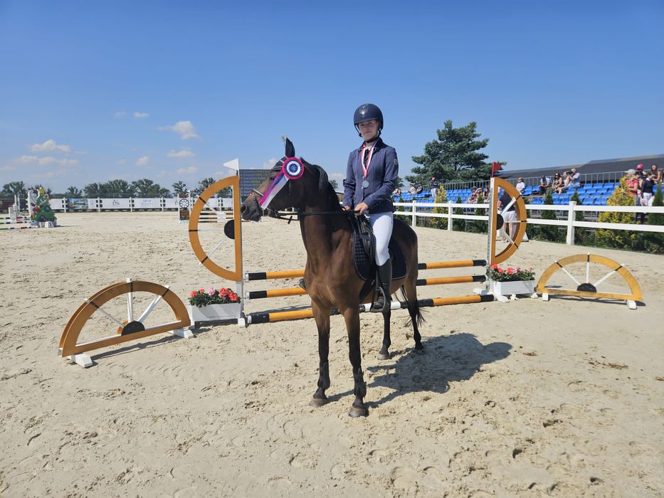 Sprzedam kuca klacz C grupa