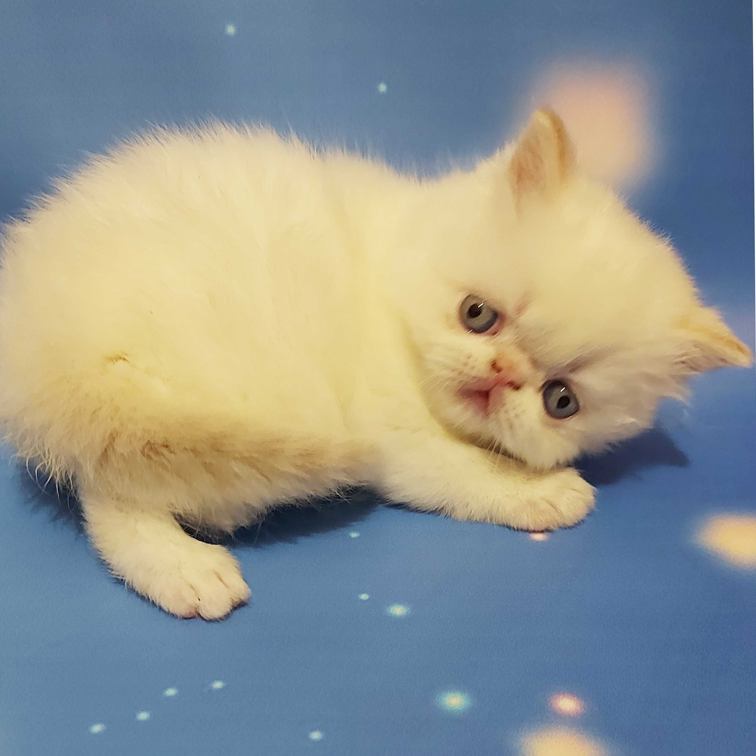 Персидские котята малыши