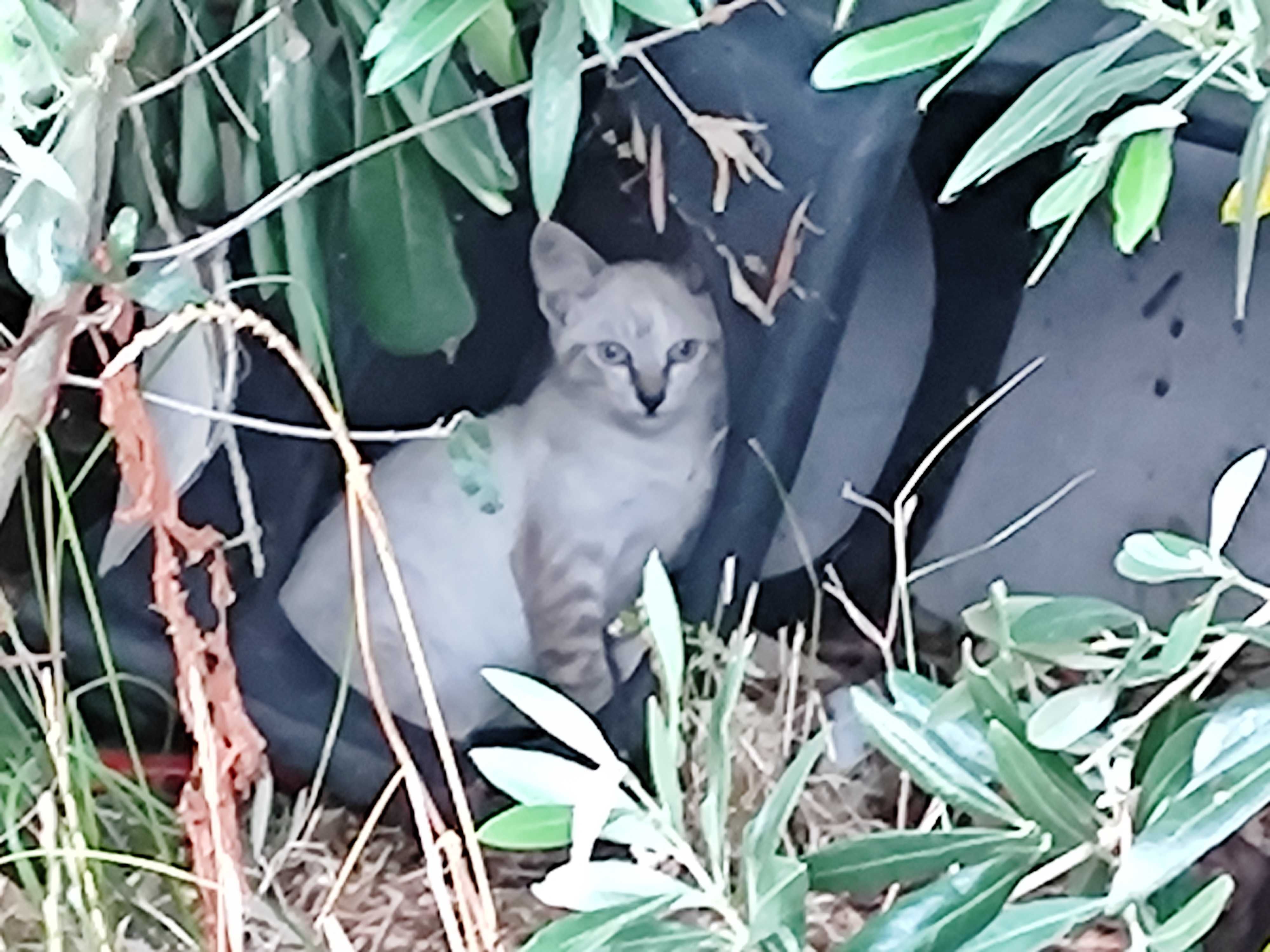 Gatinha para Adopção