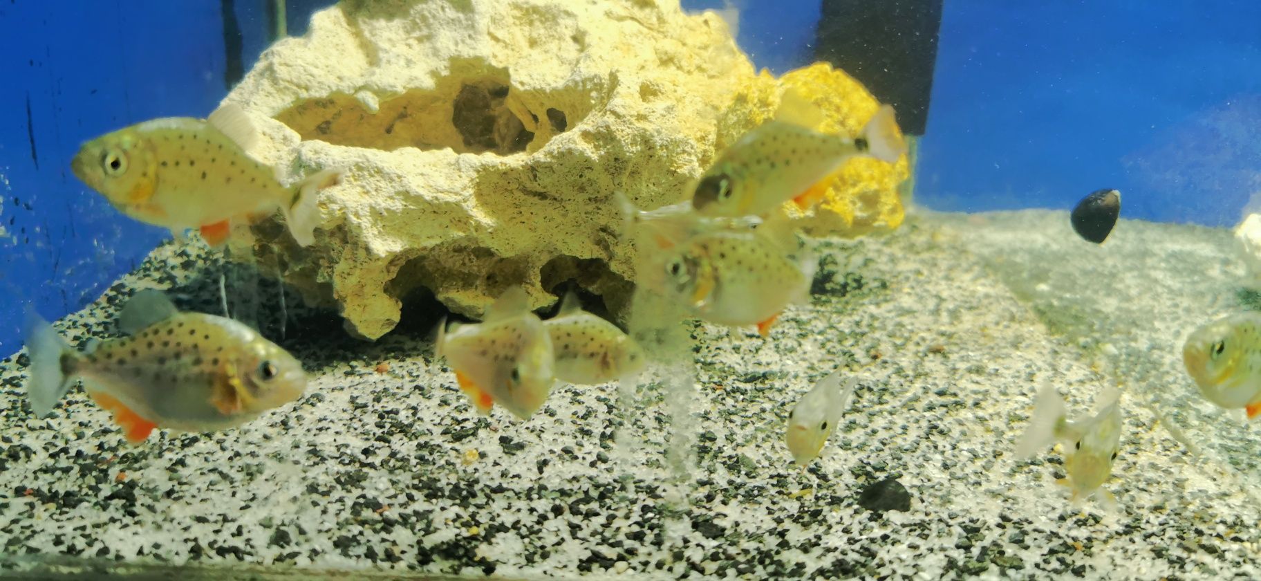 Pirania Natterera-mlode ok. 5-7cm.