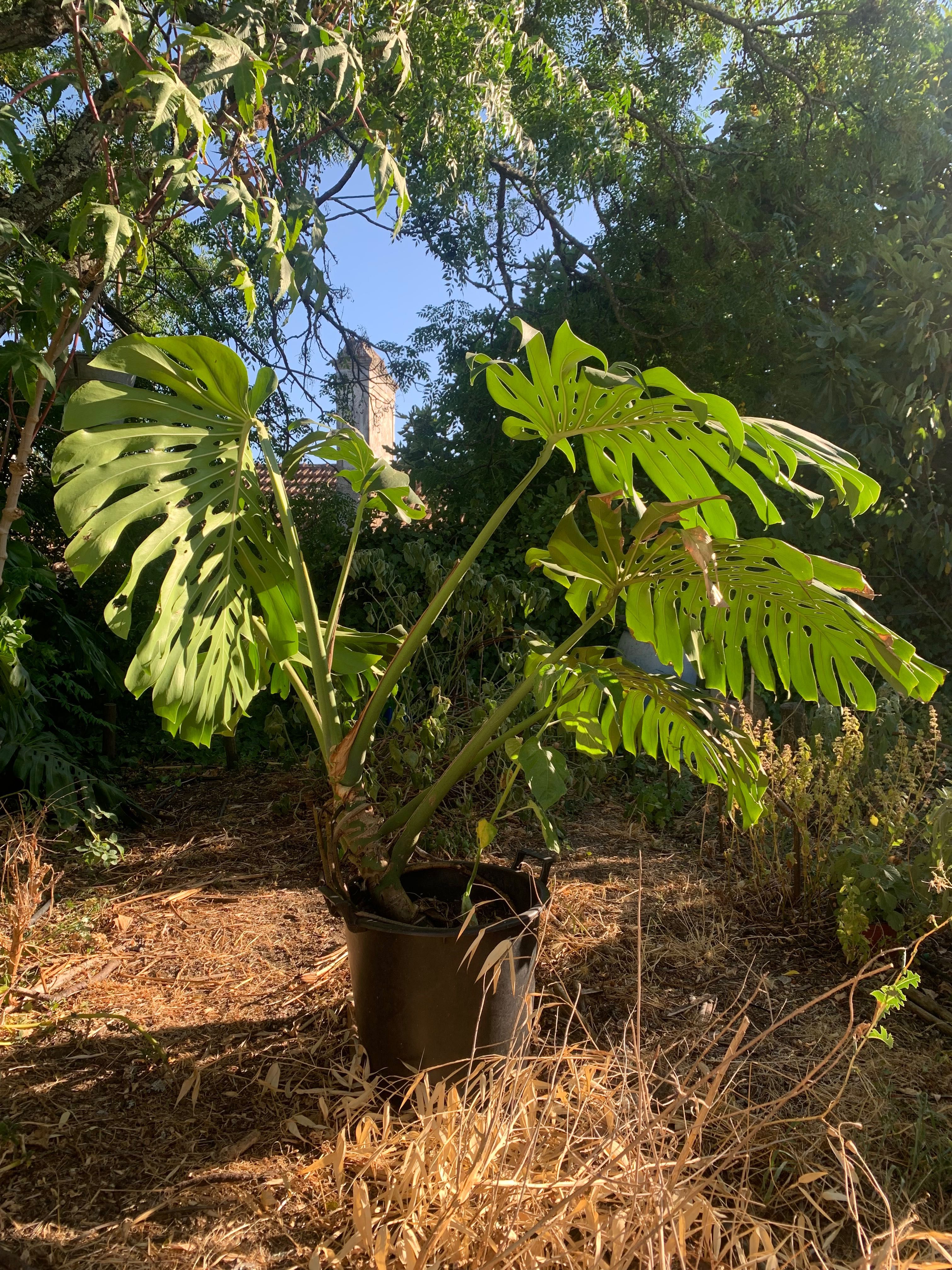 Monstera deliciosa