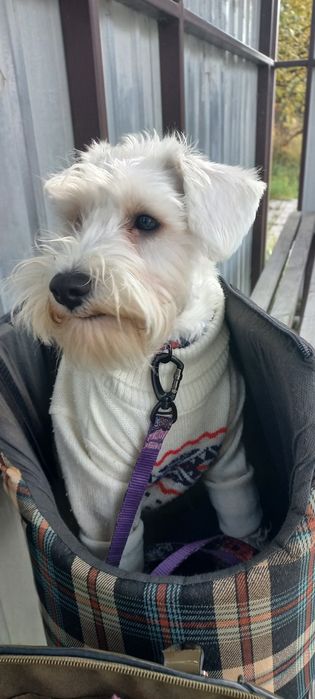 Цвергшнауцер дівчинка цуценя щенок біла Барбі