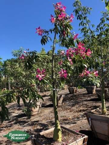 CEIBA SPECIOSA Rarytas!+Gratisy