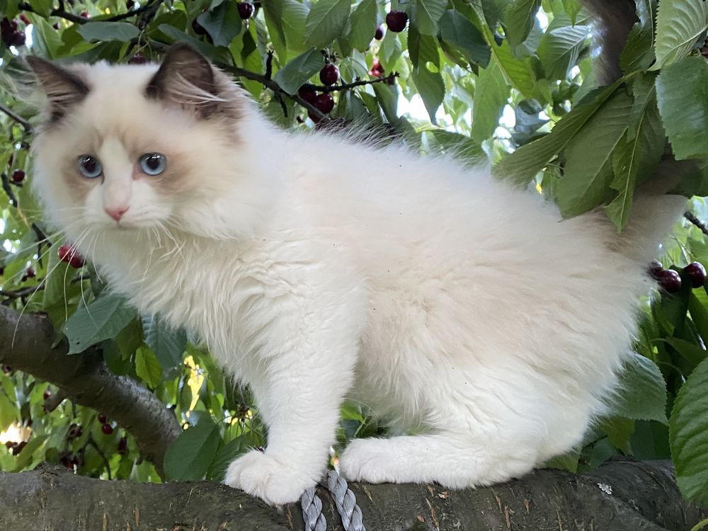 Ragdoll kot kocur FPL  gotowy do przeprowadzki