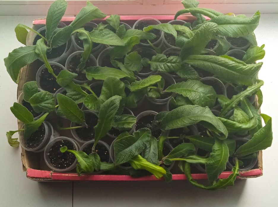 Стрептокарпусы детки.