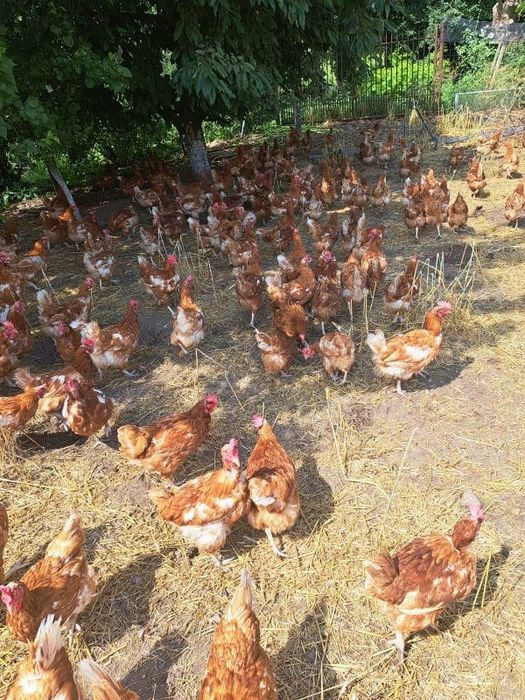 Kury Nioski z jajkiem 1 zł do 45