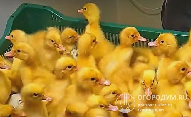 Инкубационное яйцо бройлерной утки Пикинка