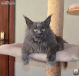 Dorosła, piękna, niebieska kotka Maine Coon / przebadana / FPL FIFe