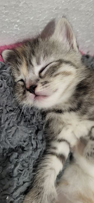 Отдам котят в хорошие руки.