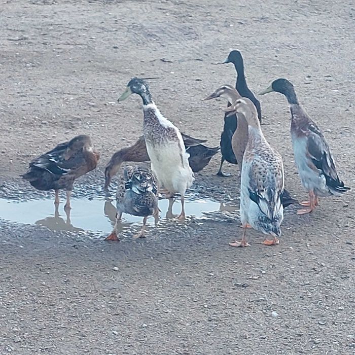 Kaczki biegusy pieknie wybarwione