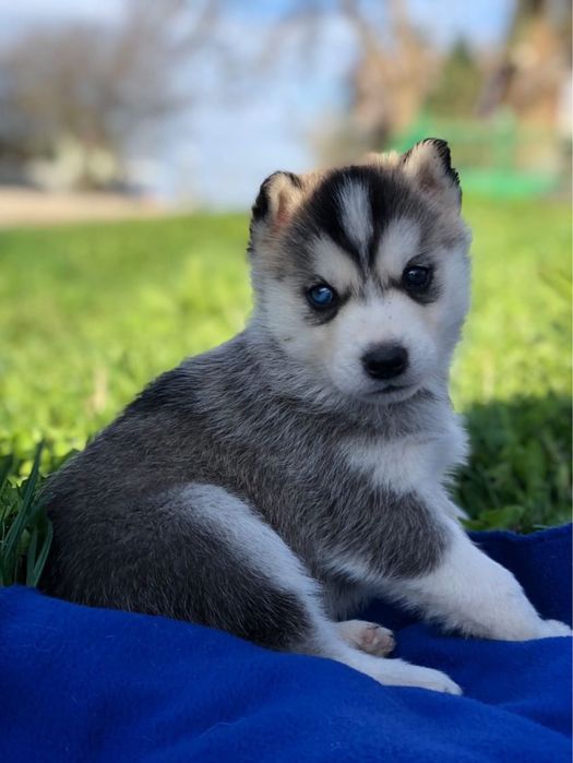 Красивий хлопчик Хаскі шукає дівчинку