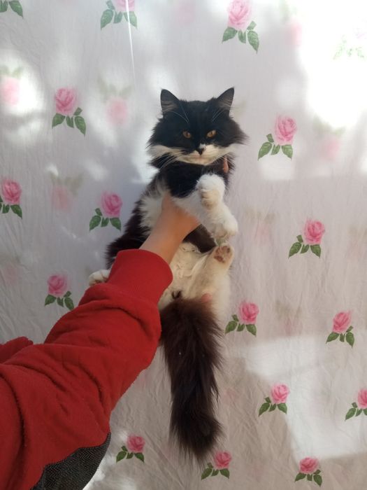 Кошечки в любящую семью