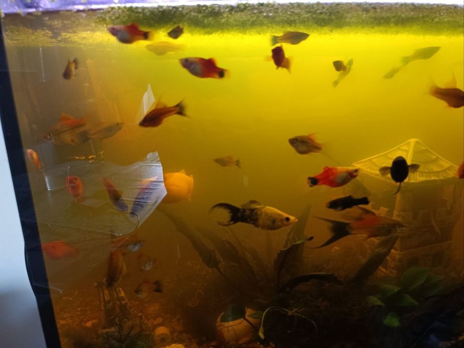 Sprzedam rybki miecziki