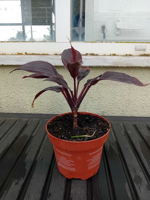 Planta ornamental de interior