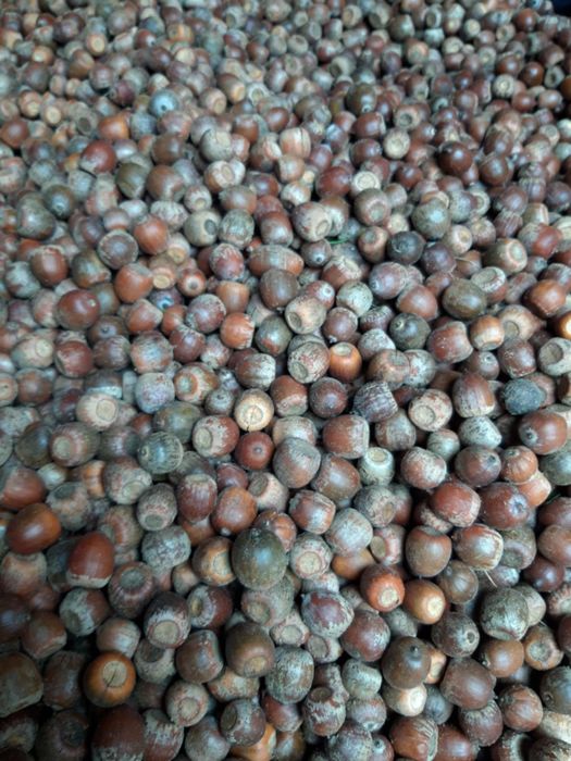 Żołędzie dębu czerwonego