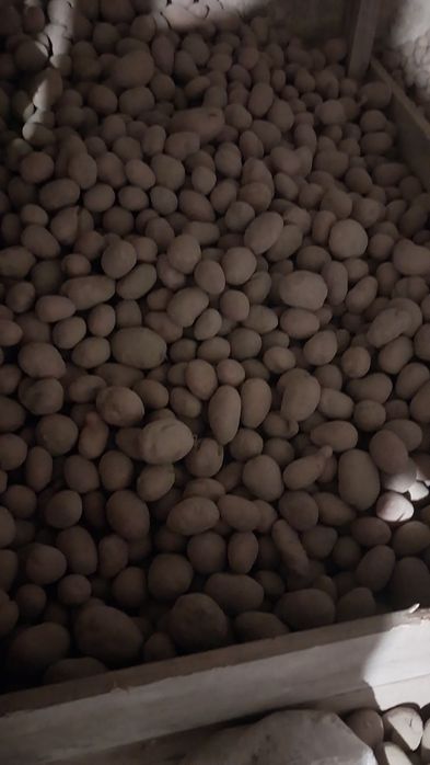 Продам кормовий буряк ,буряк червоний,моркву,картоплю.