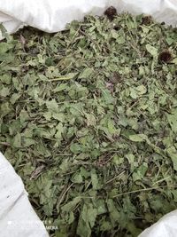 Ехінацея ехинацея трава з цвітом з Карпат